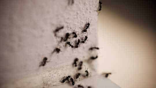 Ant Pest Control - ecoPest Wildlife Management