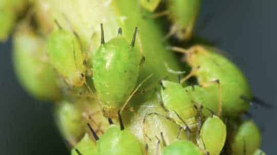 Aphid Control - ecoPest Wildlife Management