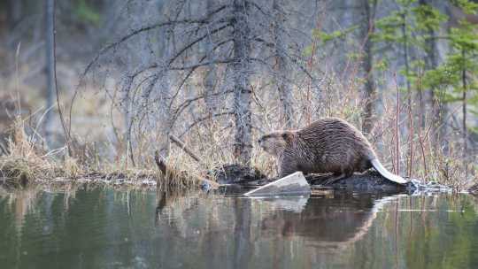 Beaver Removal - ecoPest Wildlife Management
