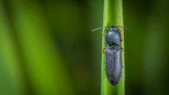 Beetle Control - ecoPest Wildlife Management