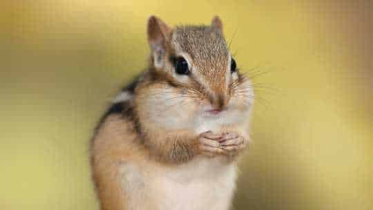 Chipmunk Removal - ecoPest Wildlife Management