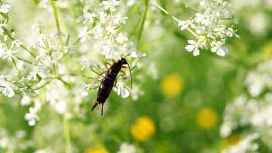 Earwig Control - ecoPest Wildlife Management