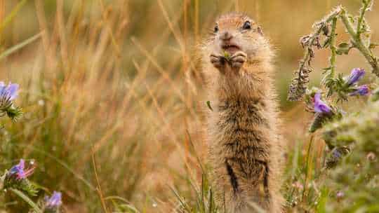 Gopher Removal Service In Nevada