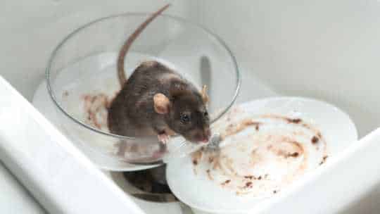 Mice Removal Service - ecoPest Wildlife Management