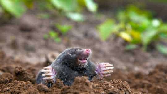 Ground Mole Removal - ecoPest Wildlife Management