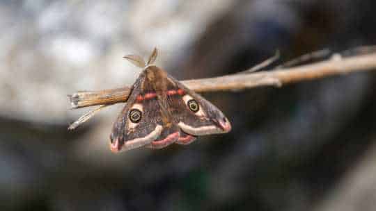 Moth Pest Control - ecoPest Wildlife Management