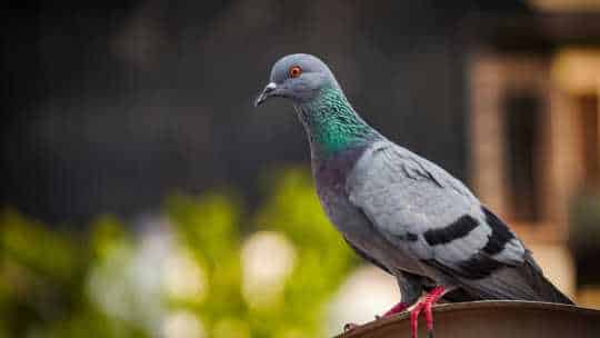 Pigeon Control - ecoPest Wildlife Management