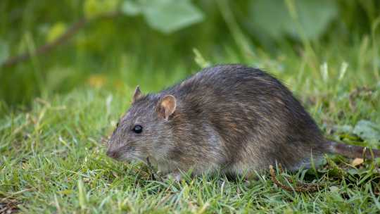 Rat Control Service - ecoPest Wildlife Management