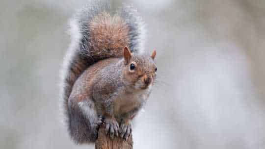 Squirrel Removal Service - ecoPest Wildlife Management
