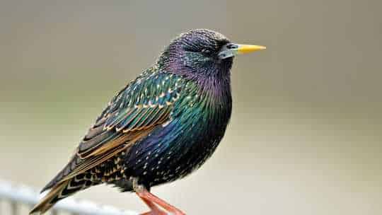 Starling Control - ecoPest Wildlife Management