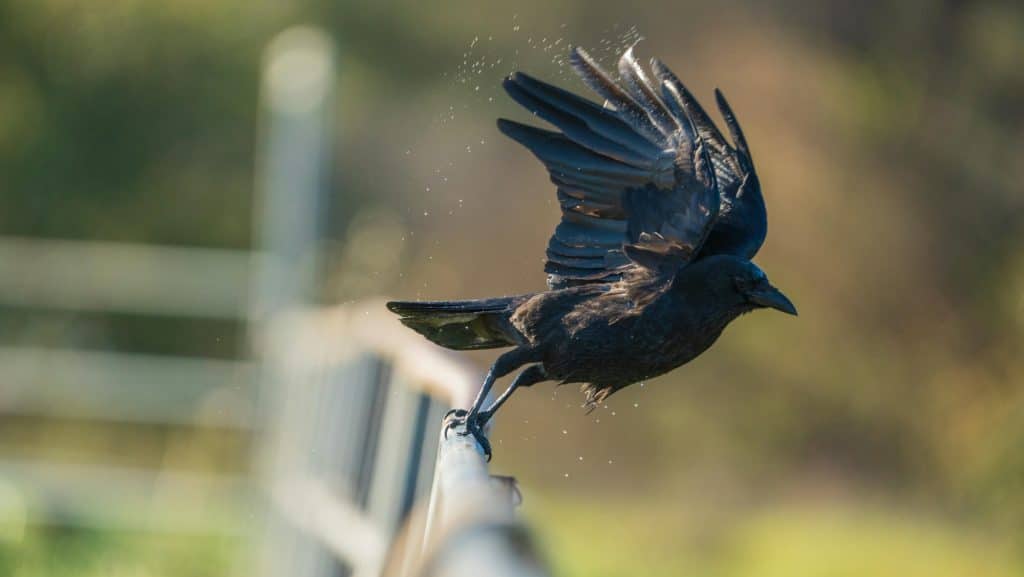 Raven Taking off from a fence